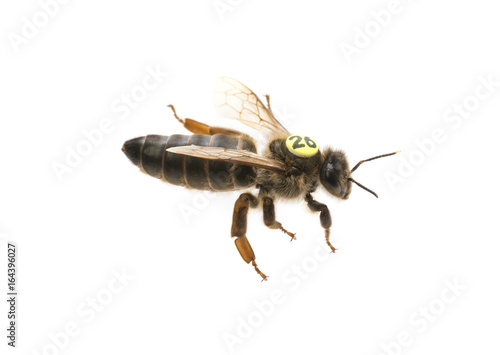 bee queen - mother - apis mellifera