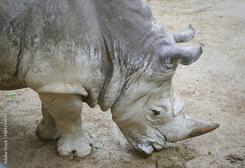 A big rhino on the ground.