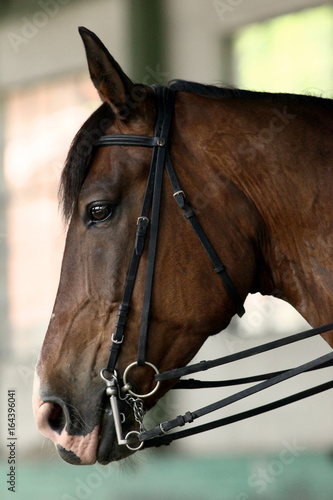 Young saddle horse under training canter in riding hall