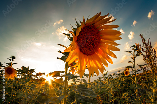 sunflower in sunset colors photo