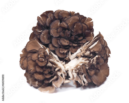 Organic maitake immune enhancing medicinal mushroom, hen of the wood isolated on white background