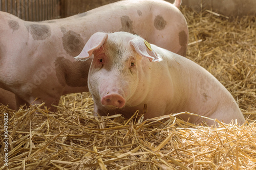 A snoopy piglet in a pigsty floor covered with straw.