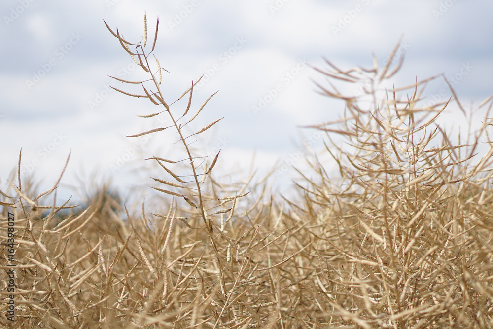 Fototapeta premium Rapsfeld