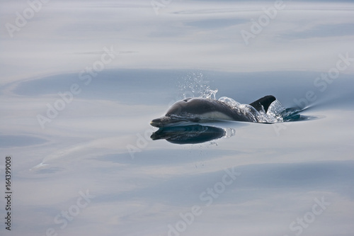 Common Dolphin (Delphinus delphis) breaks the surface on a calm day at the Gibraltar Straits