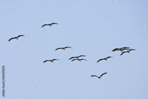 A flock of black storks (Ciconia nigra) migrates over the Straits of Gibraltar