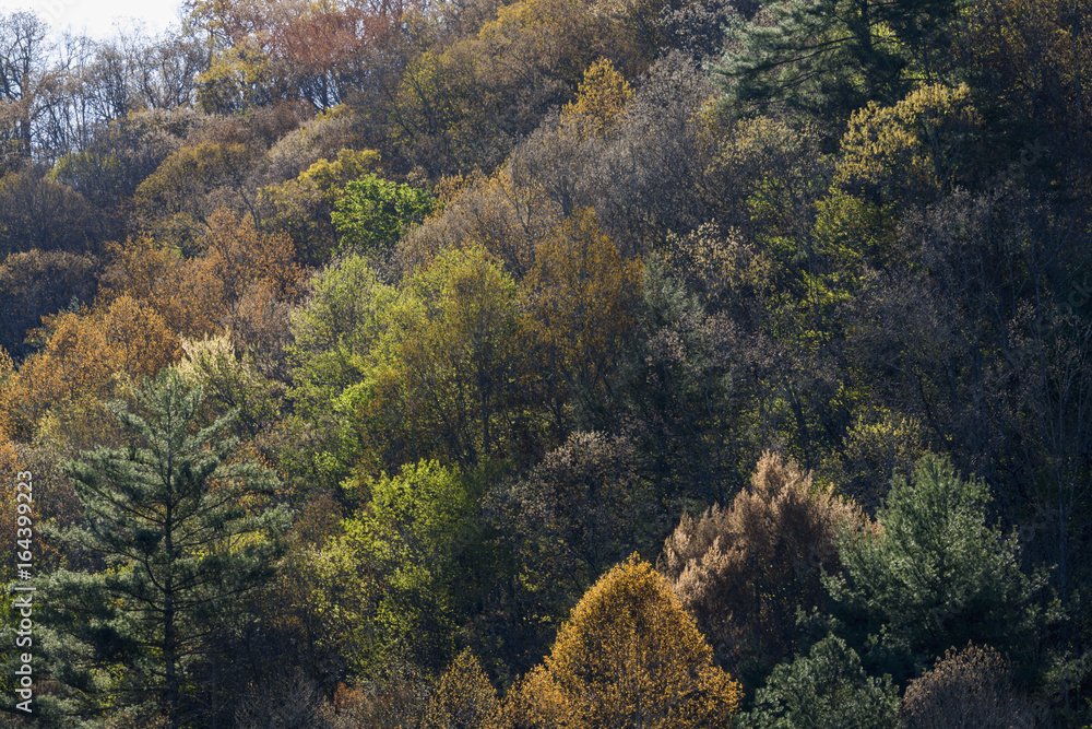 Fototapeta premium Early Spring Foliage, Wears Valley, TN