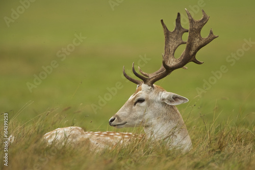 Fallow Deer (Cervus dama). England.
