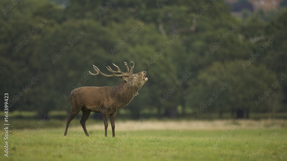European Red Deer (Cervus elaphus). Rutting stag. Autumn, England