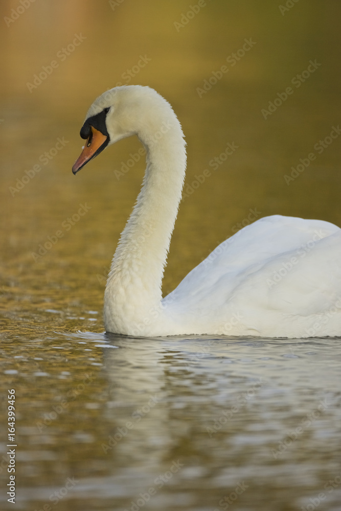 Mute Swan (Cygnus olor) Mute Swan (Cygnus olor)