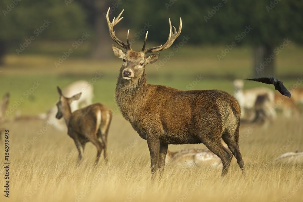 European Red Deer (Cervus elaphus). Autumn, England European Red Deer (Cervus elaphus). Autumn, England