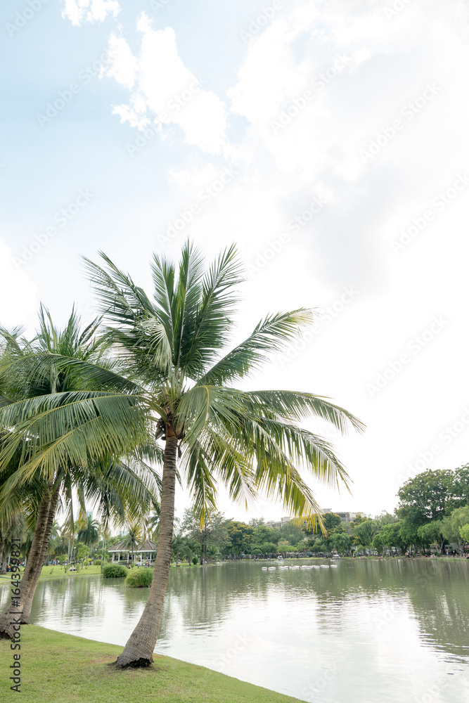 Obraz premium Coconut palm trees in public park- natural landscape