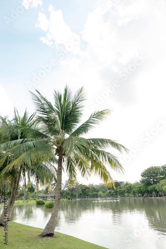 Coconut palm trees in public park- natural landscape