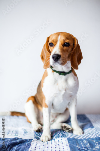 Beagle dog on white background at home sits on bed.  © Helga Bragina