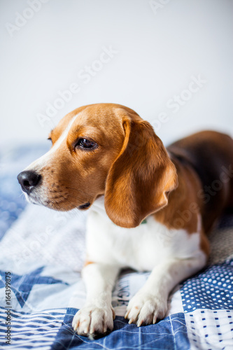 Beagle dog on white background at home sits on bed. 