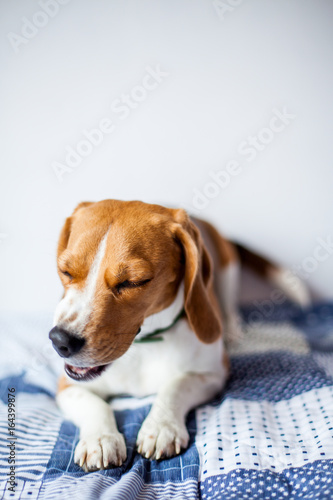 Beagle dog on white background at home lies on bed. beagle sneezes 