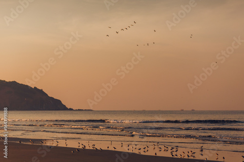 Birds fly over the sea. Sand beach. Dance of birds on the beach. Seagulls over the waves. Indian Ocean. Landscape with birds and shadows. Morning in the ocean with flying birds over the water. 