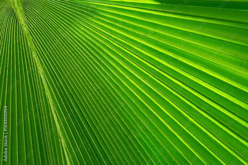 Texture of Green palm Leaf Texture of Green palm Leaf