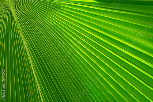 Texture of Green palm Leaf