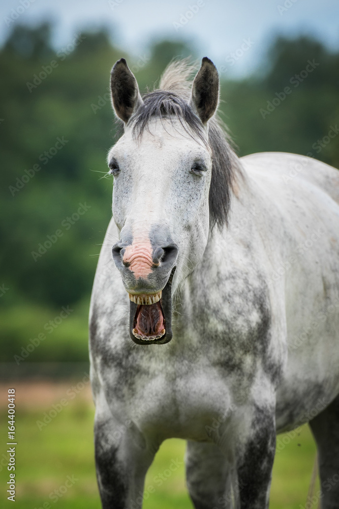 Funny horse yawning Funny horse yawning