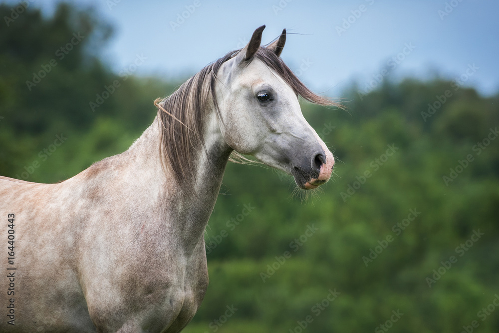 Portrait of beautiful white arabian horse