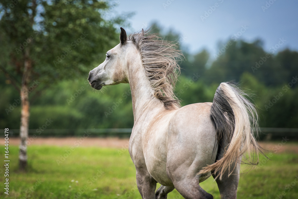 Fototapeta premium Portrait of beautiful white running arabian horse