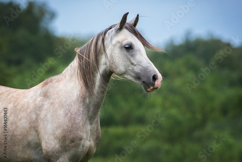 Portrait of beautiful white arabian horse © Rita Kochmarjova