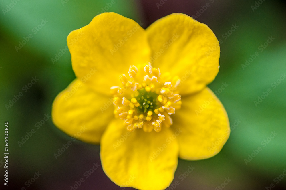 A background with super macro closeup of a Anemone ranunculoides with five petals A background with super macro closeup of a Anemone ranunculoides with five petals