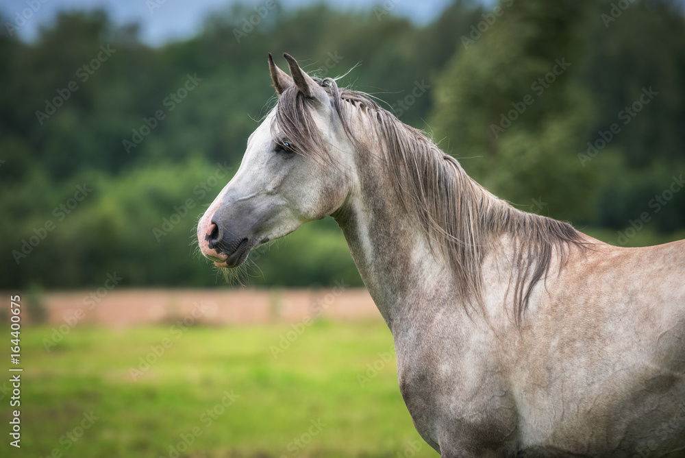 Obraz premium Portret pięknego białego konia arabskiego