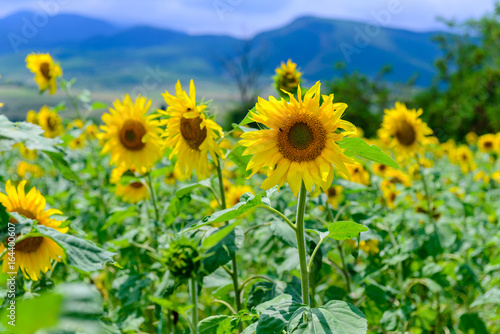 Amazing rural scene with golden sunflowers  Armenia