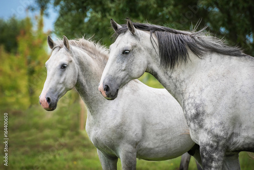 Two white horses © Rita Kochmarjova