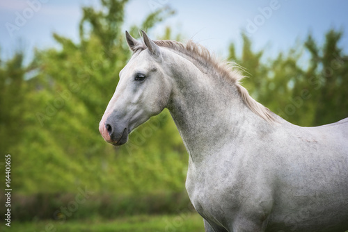 Portrait of lipizzaner horse