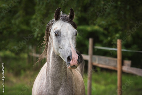 Portrait of beautiful arabian horse
