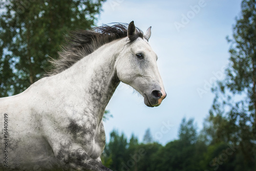 Portrait of white running horse