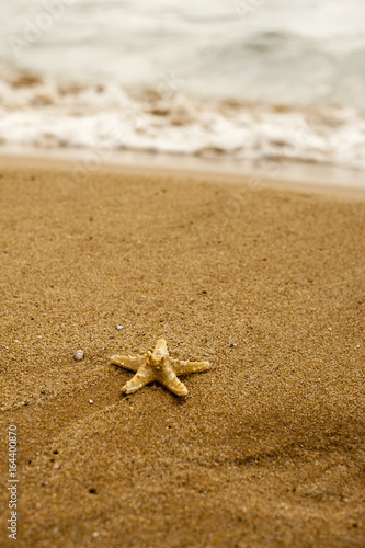 Starfish on the sand and water