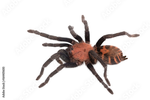 Spider Cyclosternum Davus Fasciatum