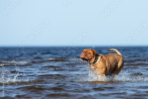 Bordeaux mastiff to the ocean