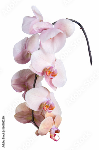 Pink Moth orchid isolated on white
