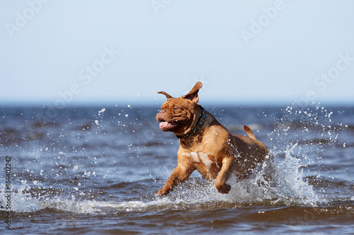 Bordeaux mastiff to the ocean