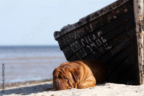 Bordeaux mastiff sea ocean boat