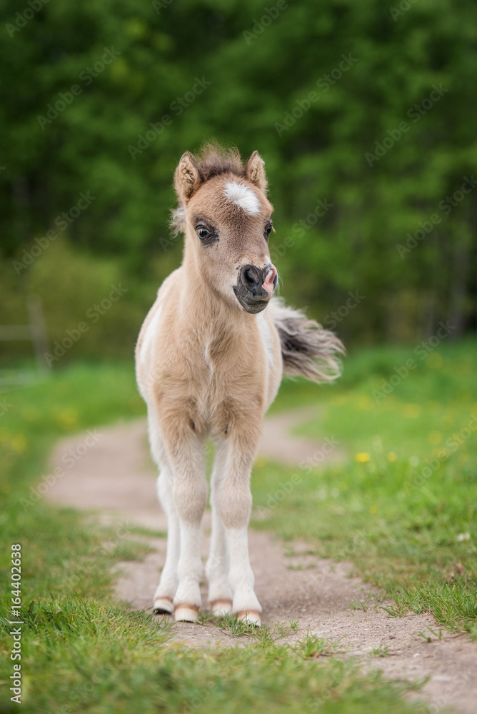 Obraz premium Little shetland pony foal in summer