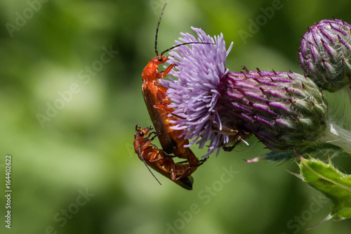 mating solidier beetles photo