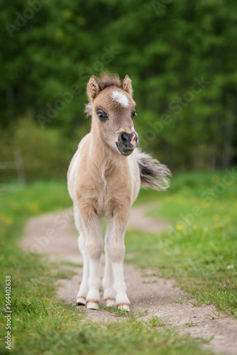 Little shetland pony foal in summer