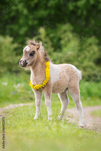 Little pony foal with a wreath of dandelions on its neck