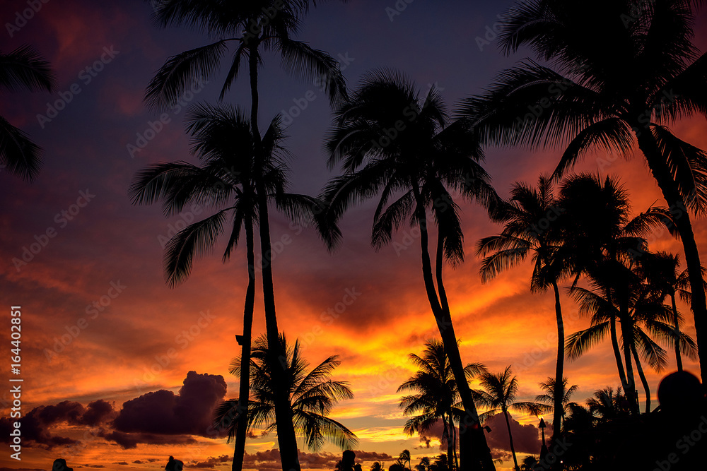 Naklejka premium Hawaii night