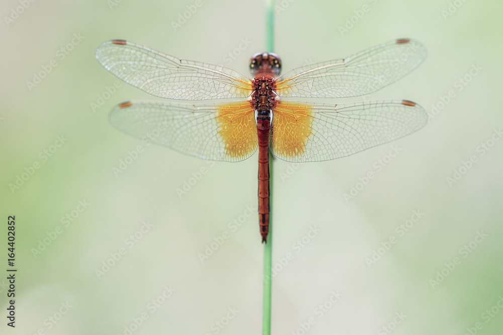 Yellow-winged darter Sympetrum flaveolum Yellow-winged darter Sympetrum flaveolum