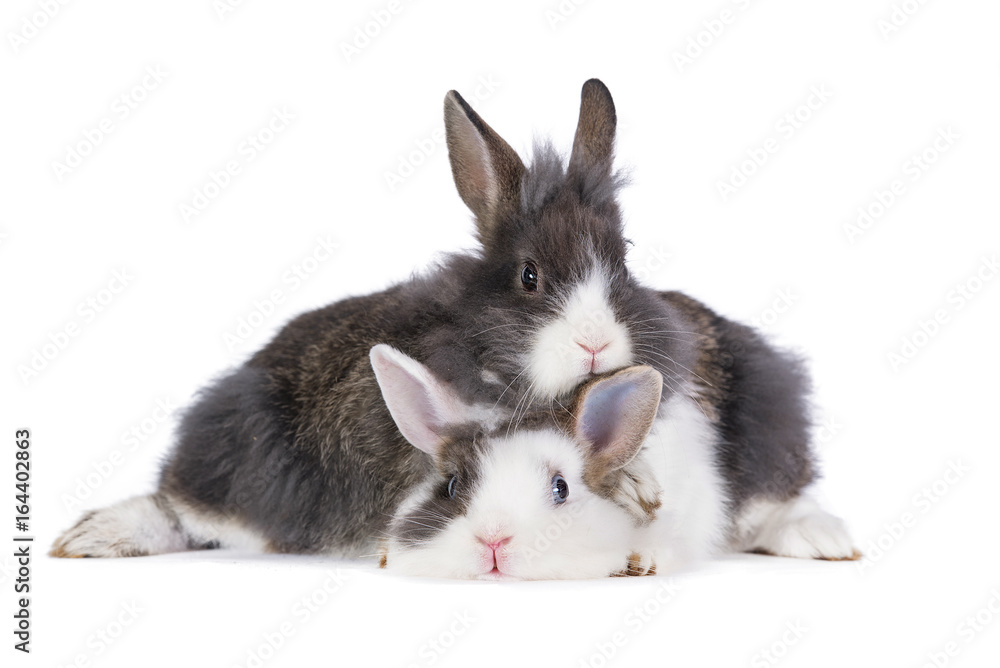 Two little funny rabbits isolated on white