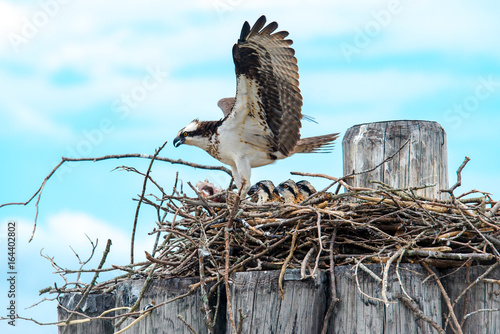 Hawk feeding babies