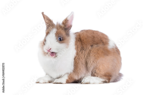 Funny yawning rabbit isolated on white