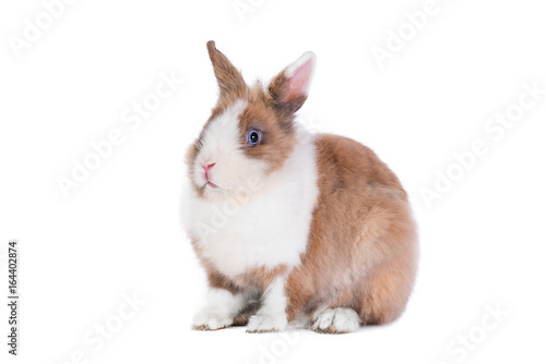 Red dwarf rabbit isolated on white