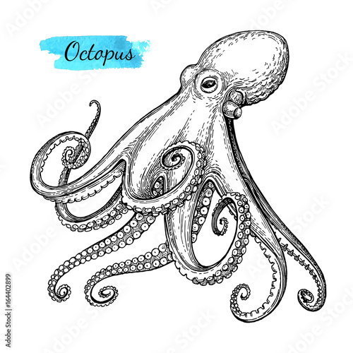 Octopus ink sketch.